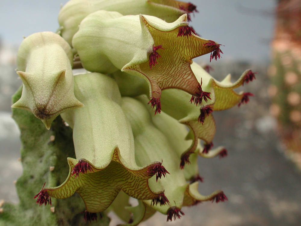 Fotoausstellung Quaqua